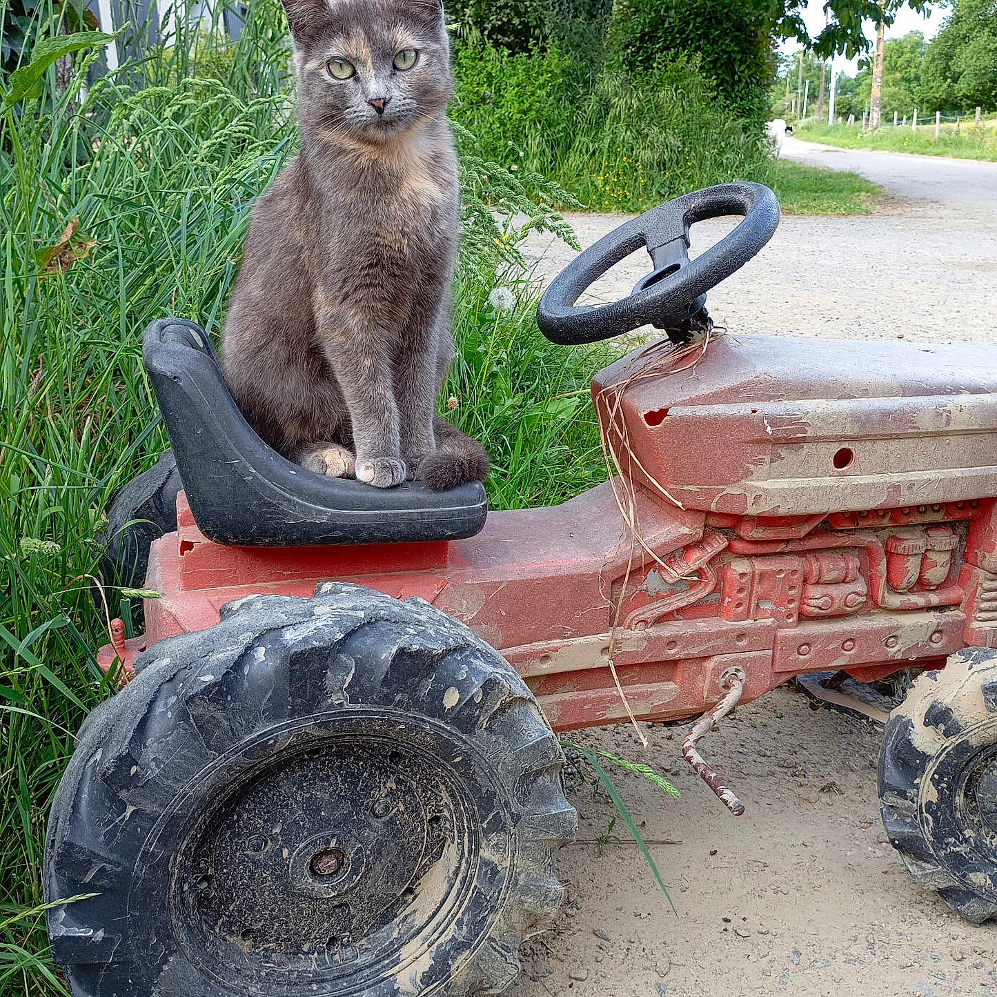 Vanille participe au concours pour gagner de l'argent avec cette photo : alloywheel, animal, car, carwheel, cat, device, grass, lawn, lawnmower, machine, outdoors, pet, plant, soil, spoke, tire, tool, transportation, vehicle, wheel