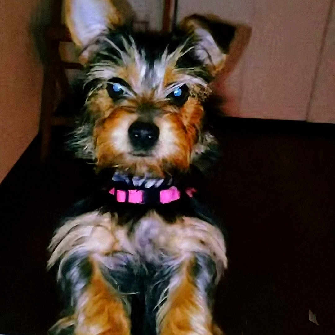 Sabrina is registered to the contest to win money with this photo: alert, animal, black, brown, canine, collar, companion, cute, dog, domestic_animal, ears, face, fur, furry, indoor, looking, paws, pet, portrait, small_dog