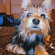 Sabrina joined the competition — help win amazing prizes! animal, black, brown, closeup, curious, cute, dog, ears, fur, furniture, home, indoor, laying, mammal, nose, pet, portrait, scruffy, small, table