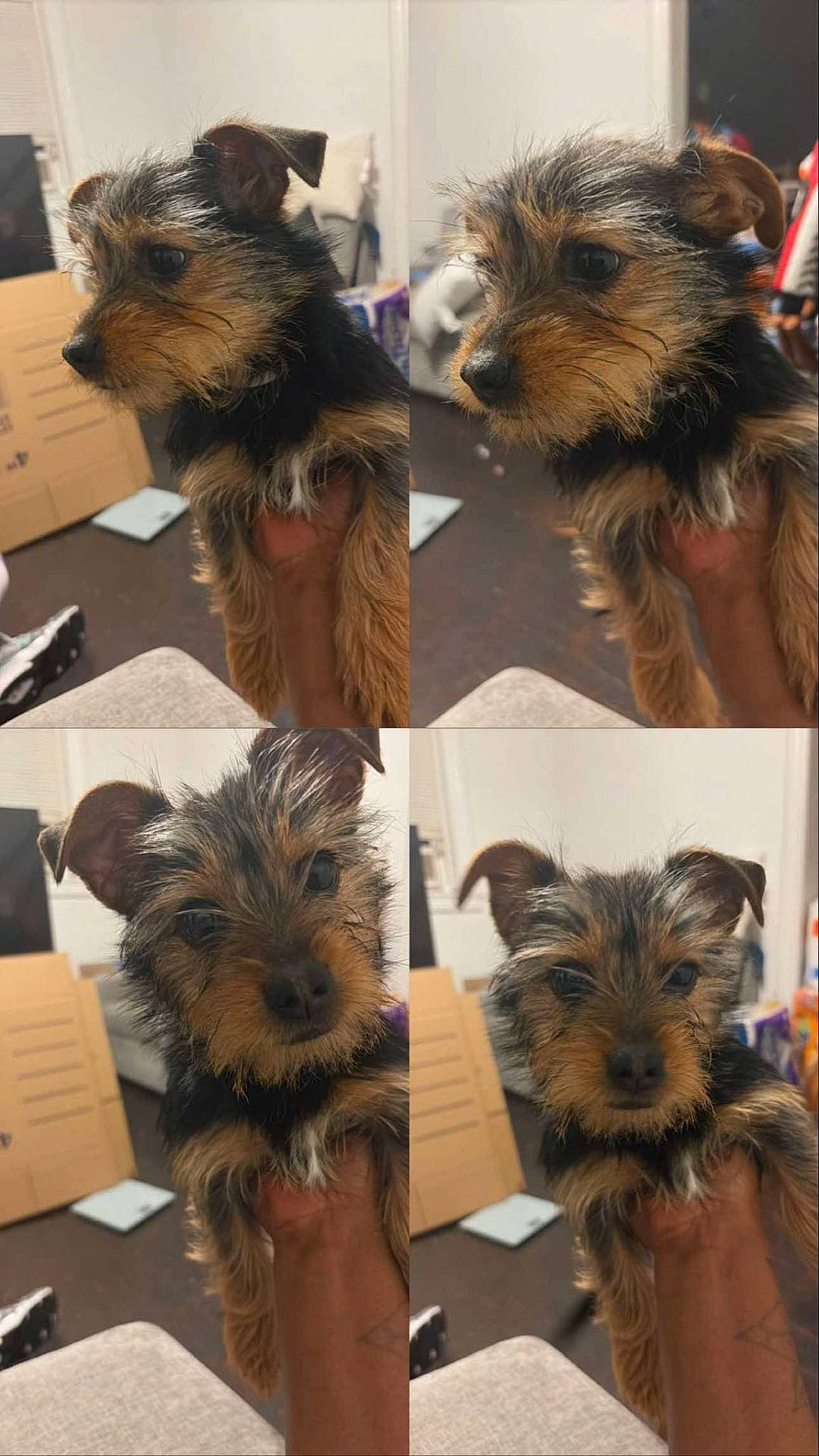 Sabrina joined the competition — help win amazing prizes! animal, black, brown, close_up, collage, cozy, cute, dog, expressive_eyes, fluffy, fur, hand, home, indoor, pet, portrait, puppy, small_dog, tattoo, young