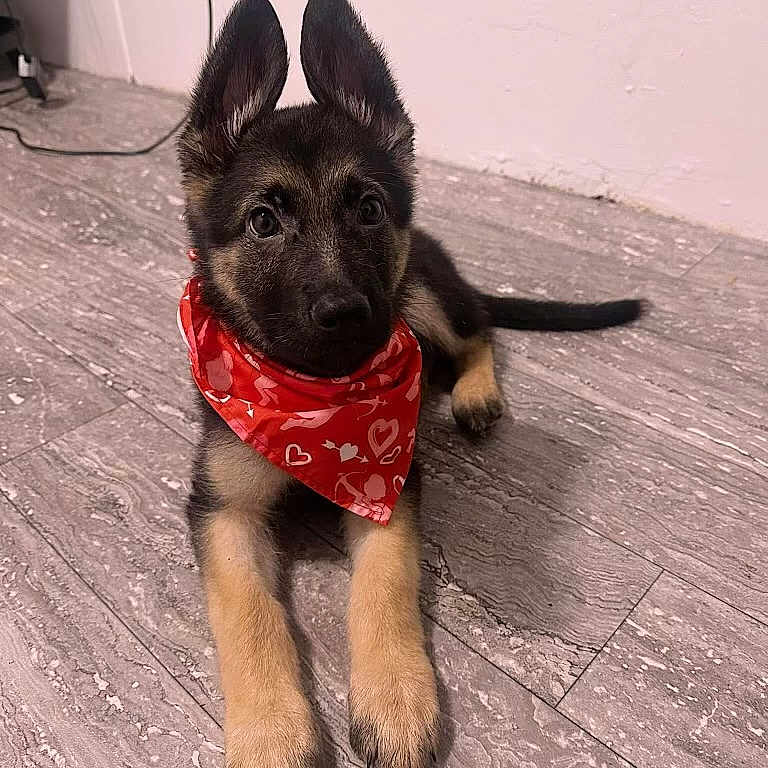 Enzo is registered to the contest to win money with this photo: accessories, animal, bandana, canine, dog, dogbed, germanshepherd, hardwood, headband, pet, puppy, snout, stainedwood, wood
