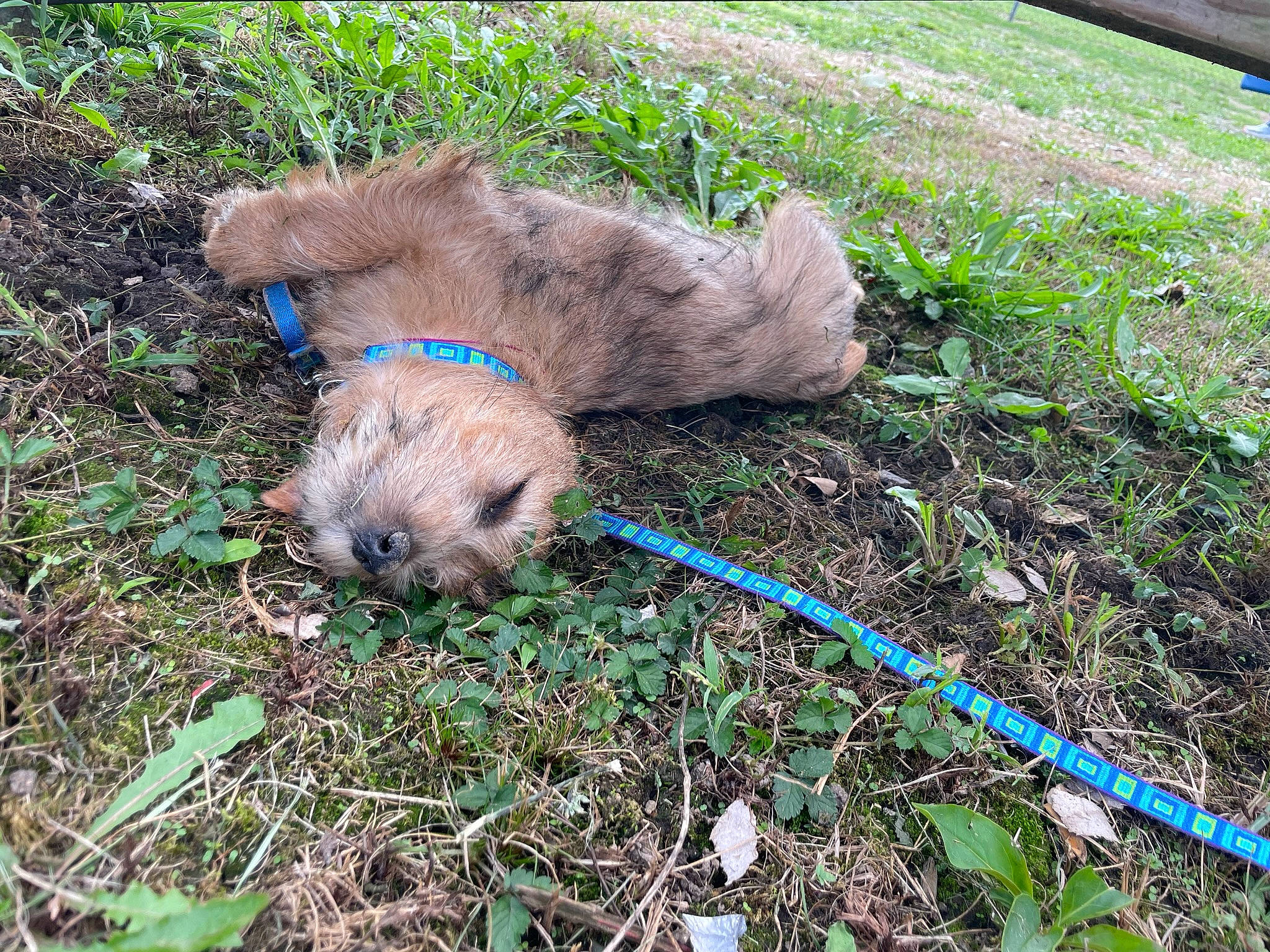 Paddington joined the competition — help win amazing prizes! canidae, carnivore, dog, dog_breed, fawn, fur, garden_hose, grass, groundcover, liver, muroidea, plant, rodent, snout, soil, sporting_group, tail, terrestrial_animal, whiskers, working_animal