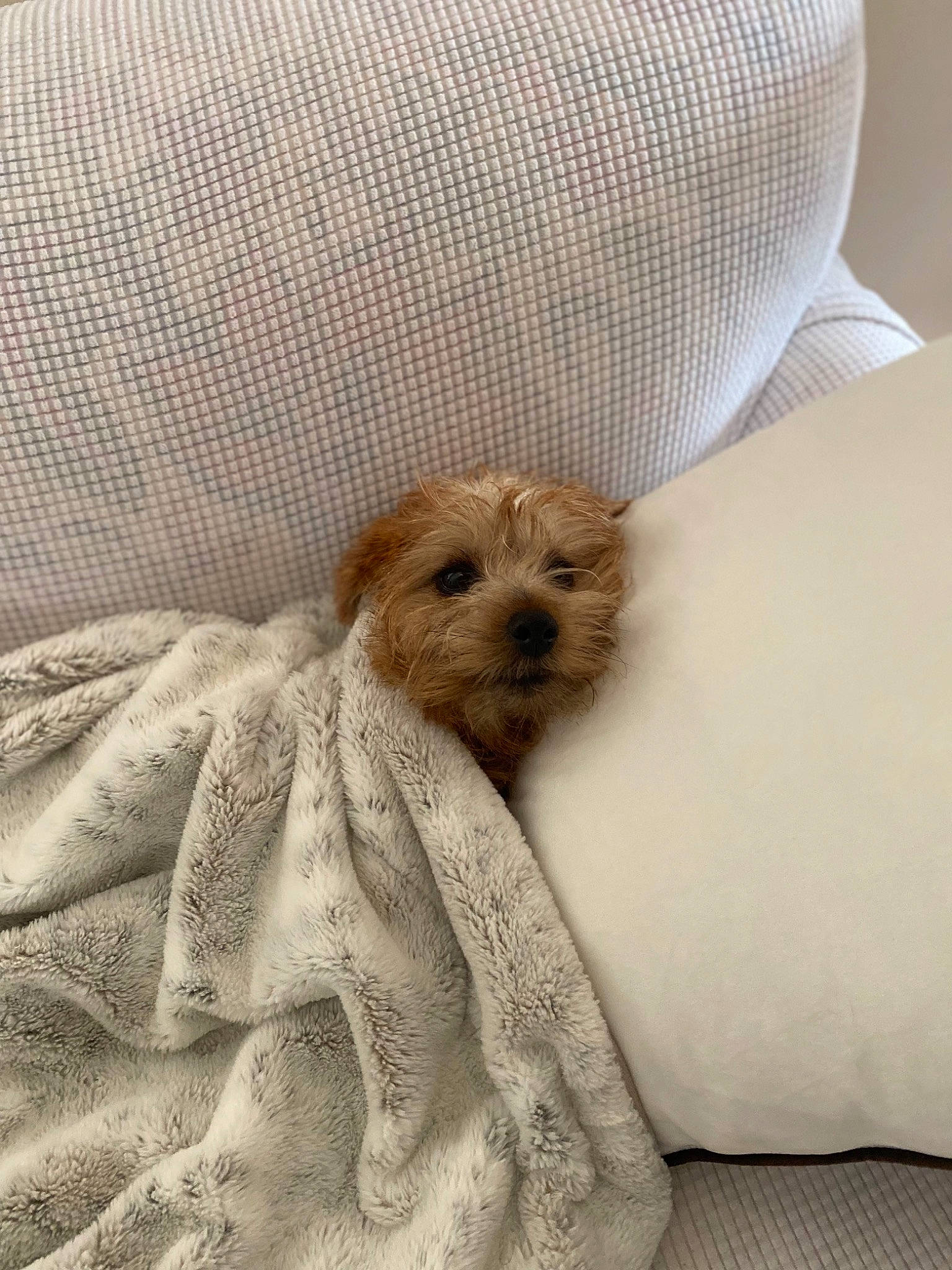 Paddington is registered to the contest to win money with this photo: bedding, bedroom, canidae, carnivore, comfort, companion_dog, dog, dog_breed, duvet, fawn, fur, house, linens, room, snout, sporting_group, terrier, toy_dog, wood, working_animal