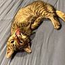 Ruby joined the competition — help win amazing prizes! animal, bed, blue_background, cat, closeup, cute, domestic_animal, feline, fur, indoor, kitten, lying_down, paw, pet, playful, relaxed, sleepy, tabby, tongue_out, whiskers