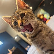 Ruby joined the competition — help win amazing prizes! animal, bed, blanket, cat, closeup, curious, cute, ears, eyes, fur, furniture, indoor, kitten, pet, playful, room, tabby, tongue, whiskers, young