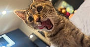 Ruby joined the competition — help win amazing prizes! animal, bed, blanket, cat, closeup, curious, cute, ears, eyes, fur, furniture, indoor, kitten, pet, playful, room, tabby, tongue, whiskers, young
