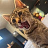 animal, bed, blanket, cat, closeup, curious, cute, ears, eyes, fur, furniture, indoor, kitten, pet, playful, room, tabby, tongue, whiskers, young