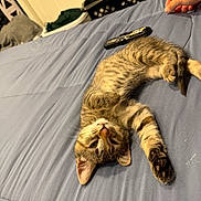 Ruby is registered to the contest to win money with this photo: animal, bed, blue_bedspread, cat, cozy, cute, domestic, feline, human_hand, indoor, kitten, paw, pet, relaxed, remote_control, resting, sleepy, soft, striped, tabby