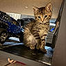 Ruby is registered to the contest to win money with this photo: animal, cat, closeup, curious, cute, domestic, ears, feline, floor, fur, indoor, kitten, pet, playful, sitting, small, tabby, toy_car, whiskers, young