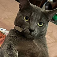 Vlad is registered to the contest to win money with this photo: cat, gray_cat, pet, indoor, feline, animal, paw, yellow_eyes, curious, close_up, fur, whiskers, table, domestic_cat, looking, mammal, cute, portrait, relaxed, household