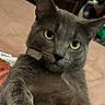 animal, cat, close_up, curious, cute, domestic_cat, feline, fur, gray_cat, household, indoor, looking, mammal, paw, pet, portrait, relaxed, table, whiskers, yellow_eyes