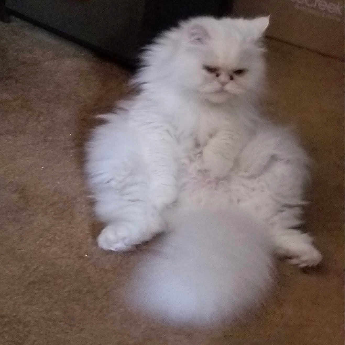 Olaf