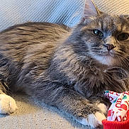 Pheobe is registered to the contest to win money with this photo: cat, fluffy, gray_cat, white_paws, pet, animal, indoor, toy, fabric, relaxed, lying_down, whiskers, fur, cute, domestic_cat, close_up, paw, mammal, resting, feline