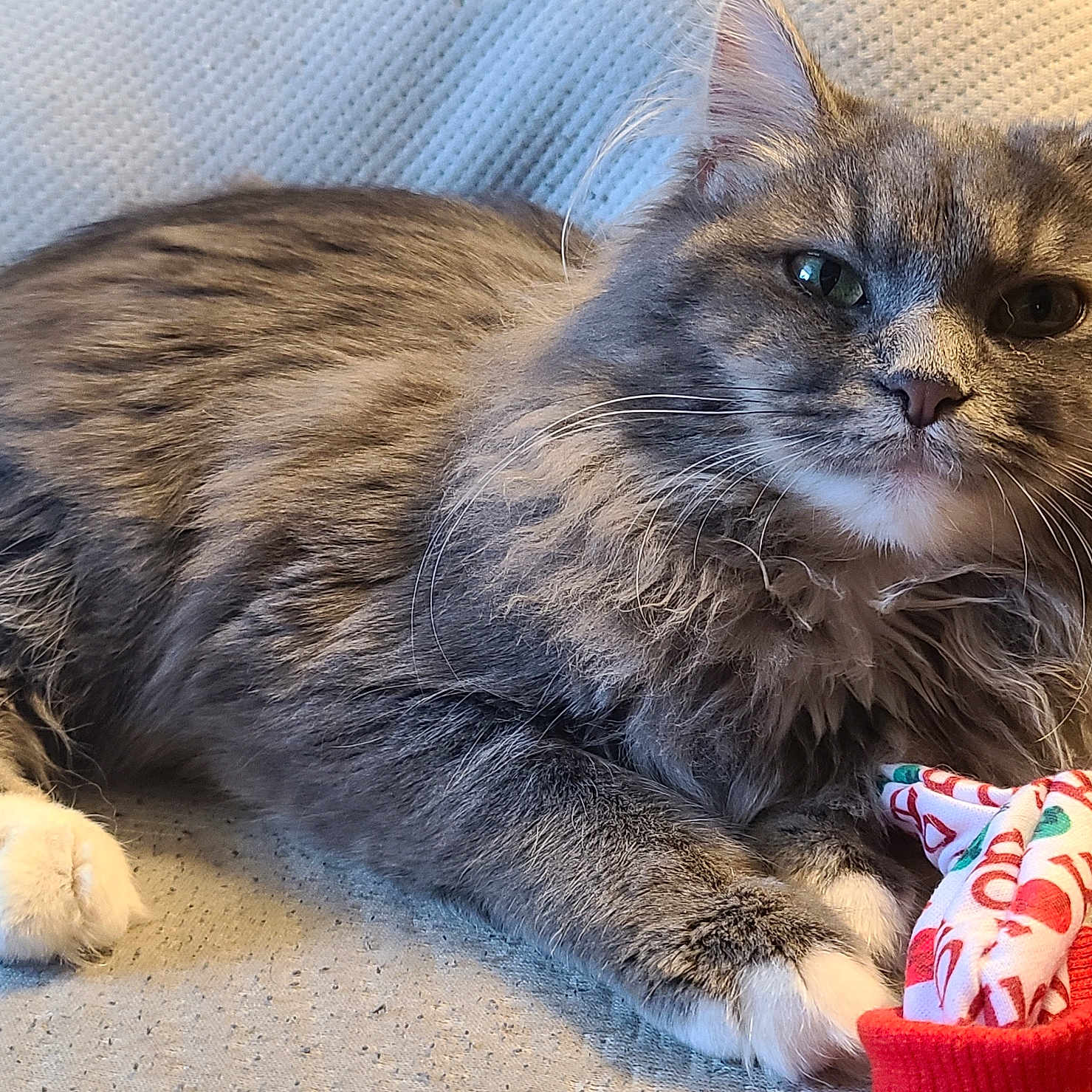 Pheobe is registered to the contest to win money with this photo: cat, fluffy, gray_cat, white_paws, pet, animal, indoor, toy, fabric, relaxed, lying_down, whiskers, fur, cute, domestic_cat, close_up, paw, mammal, resting, feline