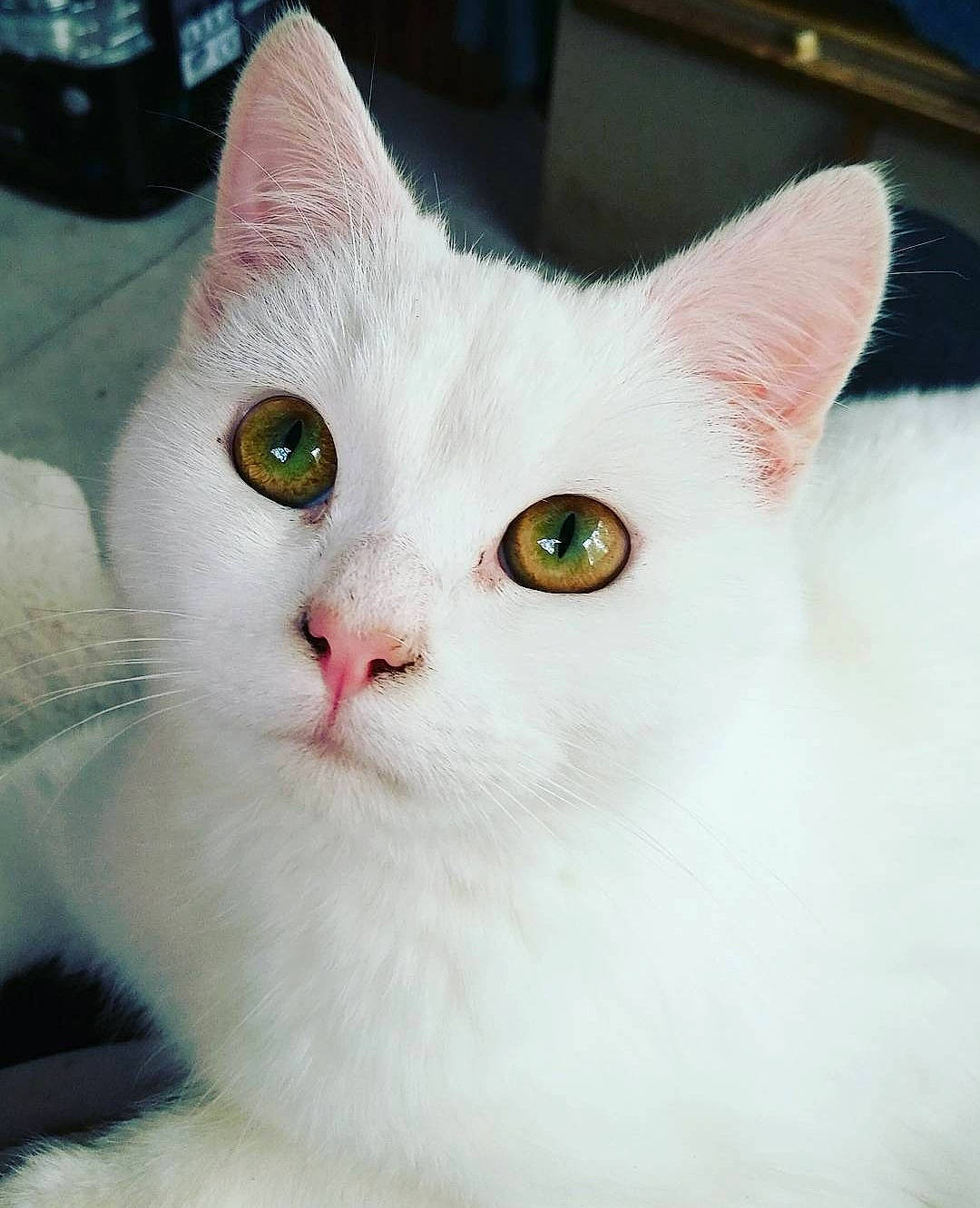 Grinchouillet a rejoint le concours — aidez-le/la à gagner de superbes lots ! aegean_cat, american_wirehair, burmilla, carnivore, cat, colorpoint_shorthair, domestic_short_haired_cat, eye, felidae, fur, japanese_bobtail, khao_manee, mammal, nose, small_to_medium_sized_cats, turkish_angora, turkish_van, vertebrate, whiskers, white