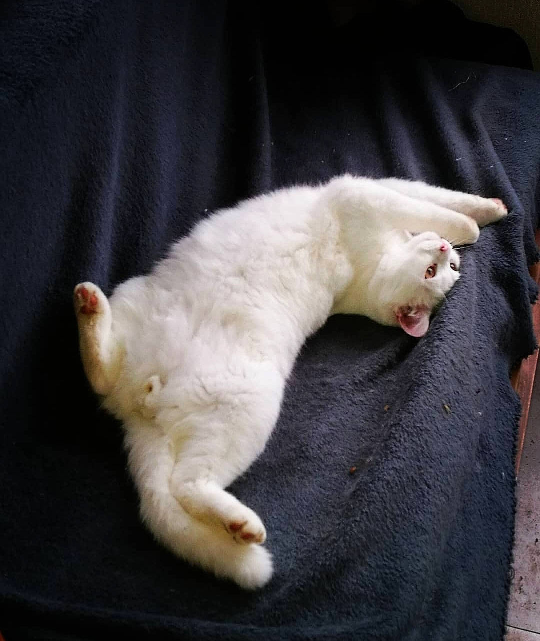 Grinchouillet participe au concours pour gagner de l'argent avec cette photo : asian, burmilla, carnivore, cat, claw, colorpoint_shorthair, fawn, felidae, fur, khao_manee, kitten, nap, paw, polydactyl_cat, small_to_medium_sized_cats, tail, turkish_angora, turkish_van, whiskers