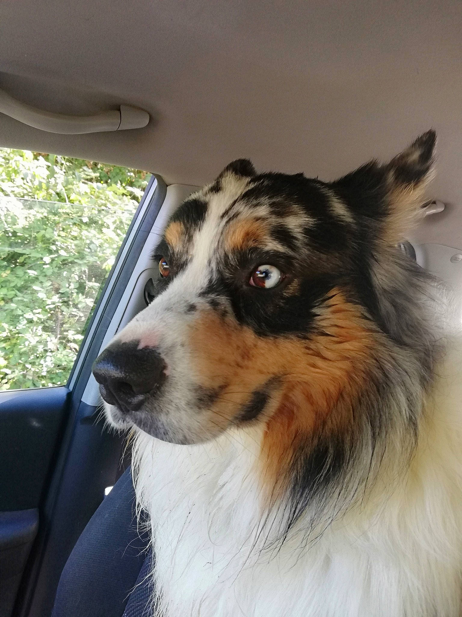 Otch participe au concours pour gagner de l'argent avec cette photo : australian_collie, australian_shepherd, border_collie, canidae, carnivore, collie, companion_dog, dog, dog_breed, english_shepherd, herding_dog, mammal, rare_breed_dog, rough_collie, scotch_collie, shetland_sheepdog, smooth_collie, snout, vertebrate, welsh_sheepdog