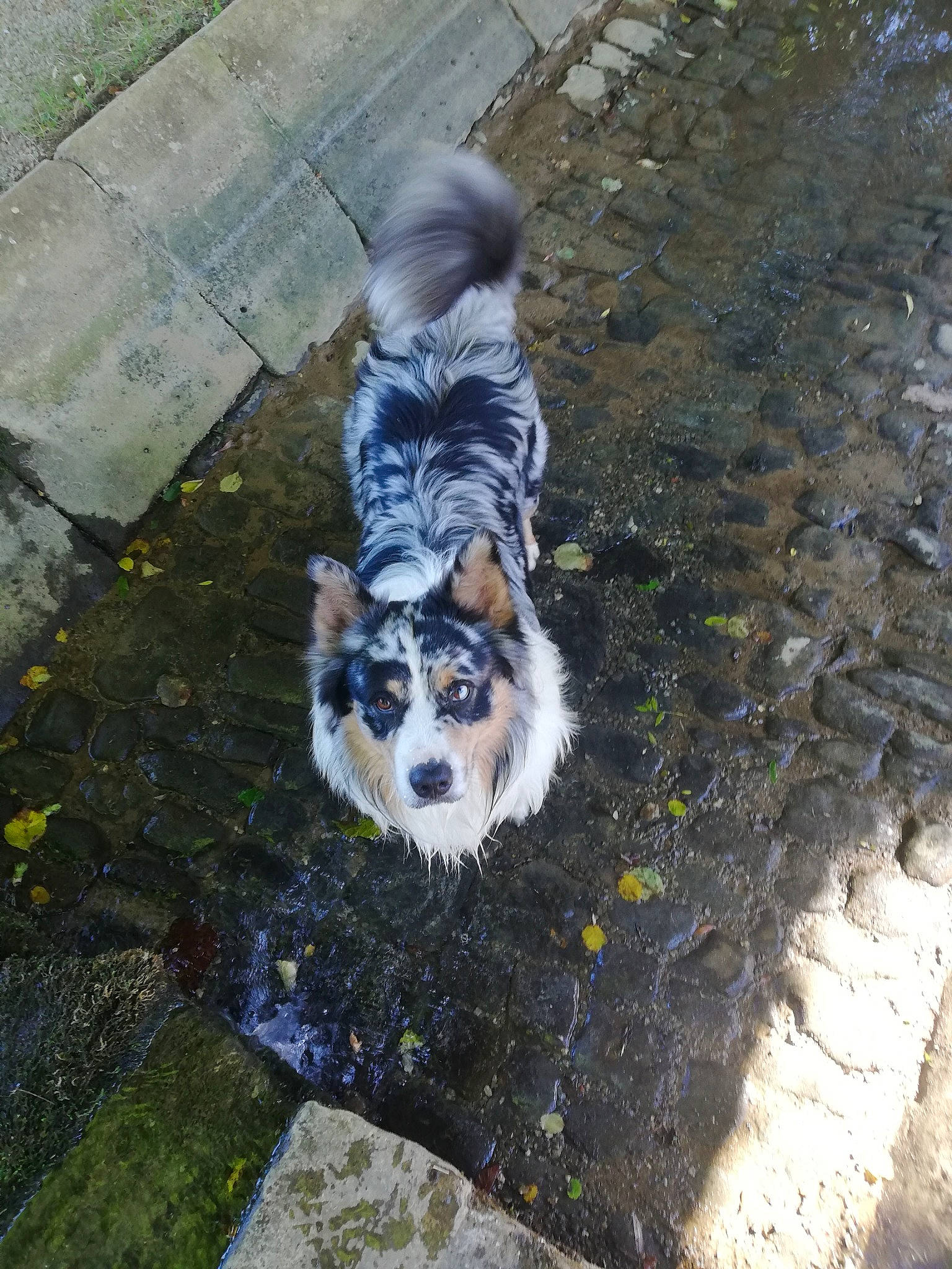 Otch a rejoint le concours — aidez-le/la à gagner de superbes lots ! australian_shepherd, canidae, carnivore, companion_dog, dog, dog_breed, miniature_australian_shepherd