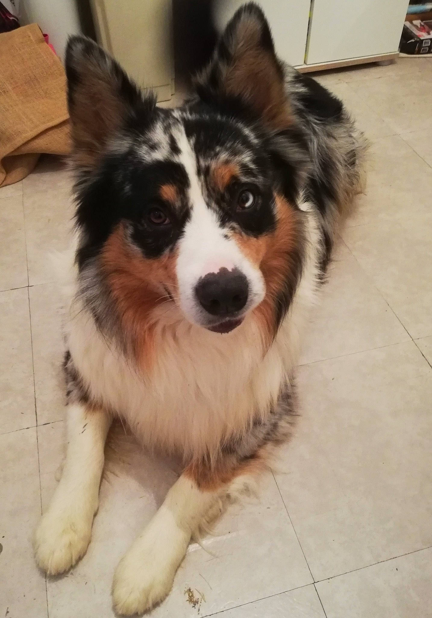 Otch a rejoint le concours — aidez-le/la à gagner de superbes lots ! ancient_dog_breeds, australian_collie, canidae, carnivore, companion_dog, dog, dog_breed, flooring, fur, herding_dog, puppy, snout, sporting_group, terrestrial_animal, tire, toy_dog, whiskers, working_animal, working_dog