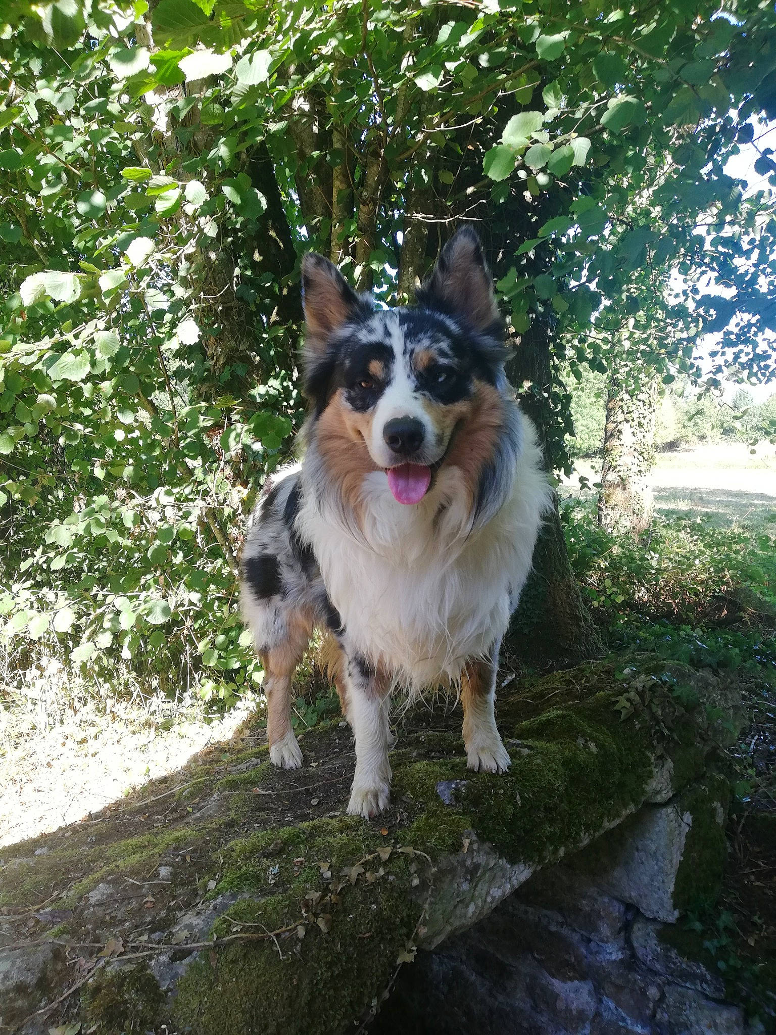 Otch participe au concours pour gagner de l'argent avec cette photo : australian_shepherd, border_collie, canidae, carnivore, companion_dog, dog, dog_breed, fawn, herding_dog, mammal, rare_breed_dog, sporting_group, vertebrate, working_dog