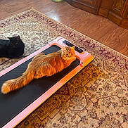 Scrump is registered to the contest to win money with this photo: area_rug, black_cat, cat_toy, cord, cozy, dumbbell, fluffy_fur, hardwood_floor, home, indoor, living_room, lying_down, orange_cat, pet, pet_bed, relaxed, treadmill, two_cats, whiskers, wooden_cabinet