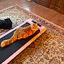 area_rug, black_cat, cat_toy, cord, cozy, dumbbell, fluffy_fur, hardwood_floor, home, indoor, living_room, lying_down, orange_cat, pet, pet_bed, relaxed, treadmill, two_cats, whiskers, wooden_cabinet