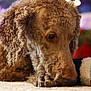 airedale, animal, canine, cockerspaniel, dog, pet, poodle, puppy, terrier