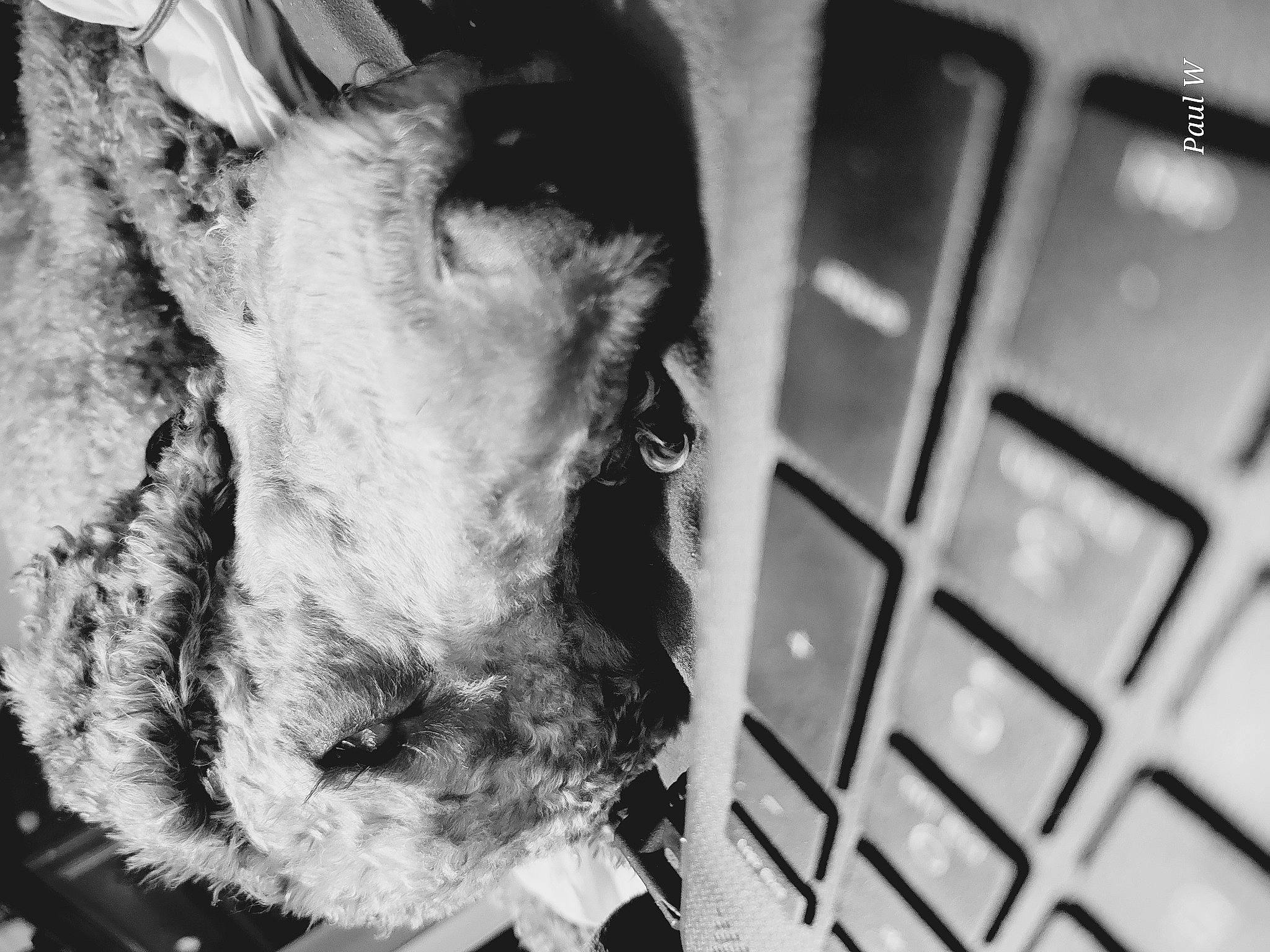 Leon joined the competition — help win amazing prizes! black_and_white, camelid, canidae, close_up, dog_breed, fur, grey, livestock, mane, monochrome, monochrome_photography, pack_animal, pet_supply, snout, sporting_group, style, terrestrial_animal, whiskers, wildlife, working_animal