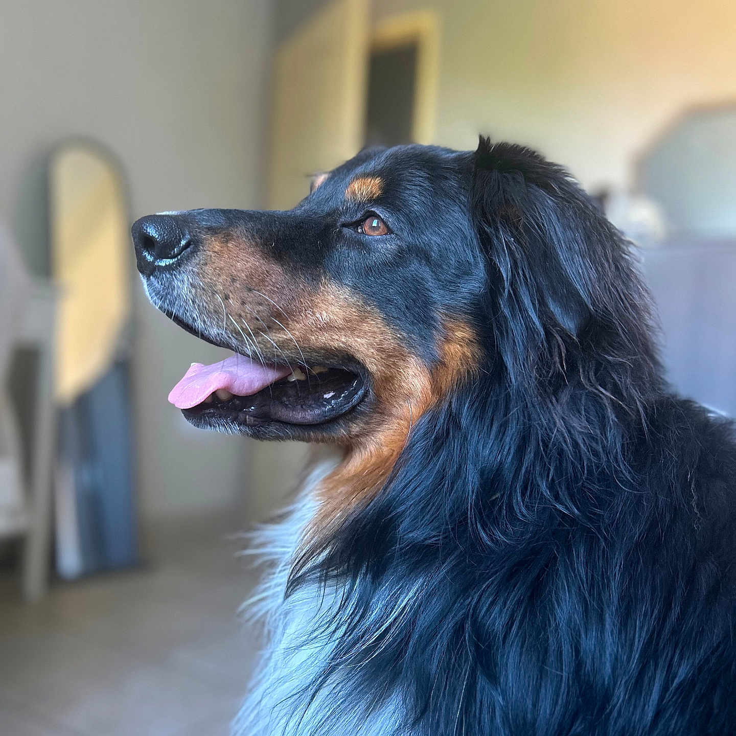 Rio a rejoint le concours — aidez-le/la à gagner de superbes lots ! animal, black_fur, blurred_background, brown_fur, canine, close_up, companion, dog, domestic_animal, floor_tiles, furniture, happy, house, indoor, long_hair, mirror, pet, portrait, profile, tongue_out