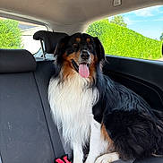 Rioo a rejoint le concours — aidez-le/la à gagner de superbes lots ! backseat, black_fur, blue_sky, brown_fur, canine, car_interior, companion, dog, domestic_animal, fur, green_hedge, happy, pet, seatbelt_buckle, sitting, tongue_out, transport, vehicle, white_fur, window