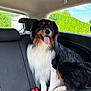 backseat, black_fur, blue_sky, brown_fur, canine, car_interior, companion, dog, domestic_animal, fur, green_hedge, happy, pet, seatbelt_buckle, sitting, tongue_out, transport, vehicle, white_fur, window