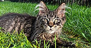 Moose joined the competition — help win amazing prizes! cat, kitten, long_hair, tabby, fluffy, whiskers, green_eyes, animal, pet, outdoor, grass, garden, lawn, fence, portrait, lying_down, fur, ears, nature, close_up
