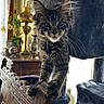 Moose joined the competition — help win amazing prizes! cat, kitten, maine_coon, fluffy, long_hair, black_cat, tabby, blue_eyes, whiskers, pointed_ears, sitting, standing, portrait, indoor, home, chair, antique_furniture, cat_tree, plants, cozy