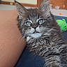 Moose joined the competition — help win amazing prizes! kitten, cat, fluffy, gray_fur, blue_eyes, long_hair, whiskers, animal, pet, portrait, indoors, couch, person, arm, paw, staring, cute, relaxed, green_toy, wooden_door