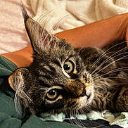 Moose joined the competition — help win amazing prizes! cat, tabby, pet, animal, feline, close_up, portrait, whiskers, ears, eyes, fur, striped_fur, lying_down, relaxed, indoors, blanket, couch, cozy, curious, photography