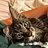 cat, tabby, pet, animal, feline, close_up, portrait, whiskers, ears, eyes, fur, striped_fur, lying_down, relaxed, indoors, blanket, couch, cozy, curious, photography
