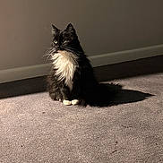 Gizmo is registered to the contest to win money with this photo: cat, black_and_white, fluffy, sitting, carpet, indoor, sunlight, shadow, pet, feline, whiskers, fur, wall, baseboard, quiet, calm, domestic, animal, portrait, side_view