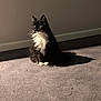 cat, black_and_white, fluffy, sitting, carpet, indoor, sunlight, shadow, pet, feline, whiskers, fur, wall, baseboard, quiet, calm, domestic, animal, portrait, side_view