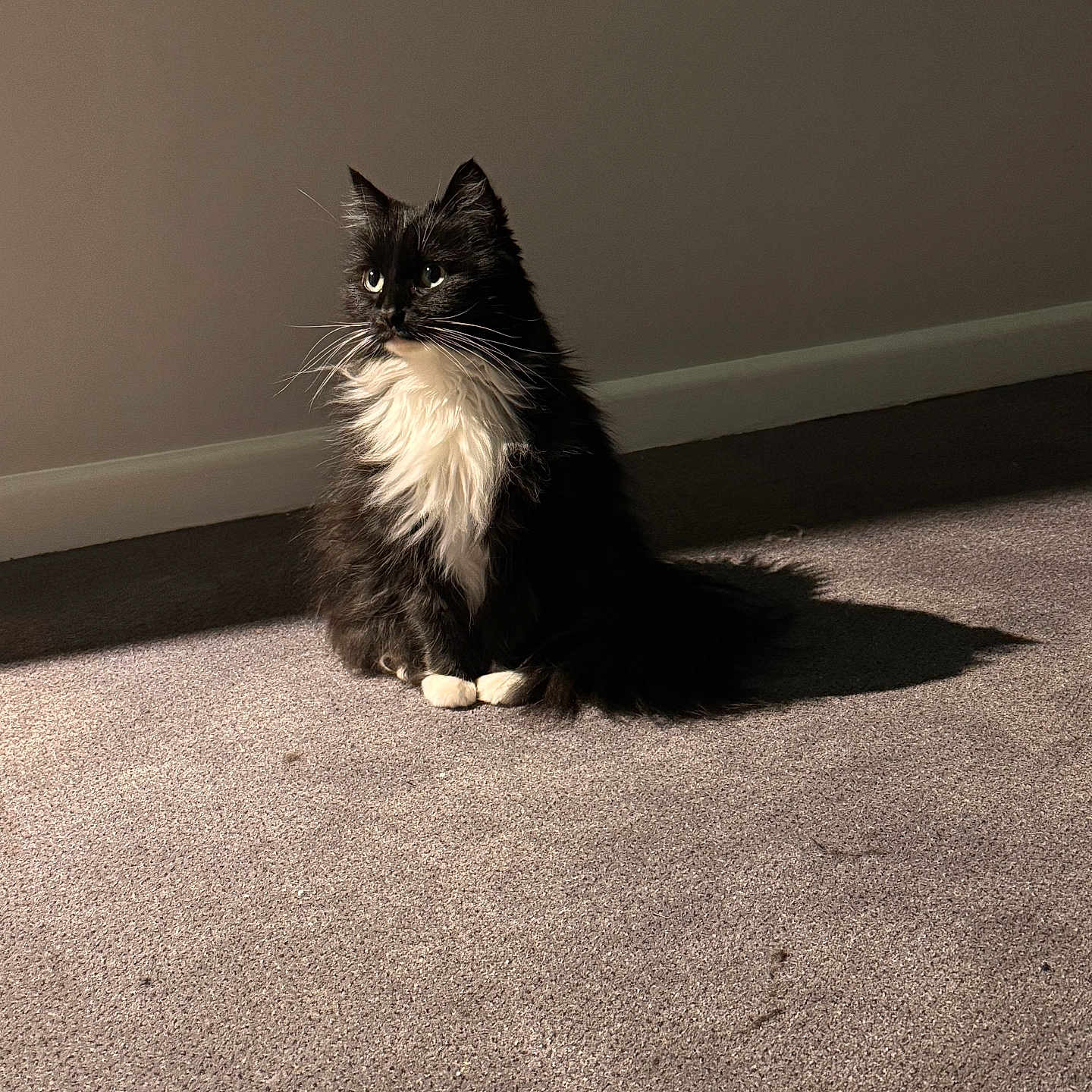 Gizmo is registered to the contest to win money with this photo: animal, baseboard, black_and_white, calm, carpet, cat, domestic, feline, fluffy, fur, indoor, pet, portrait, quiet, shadow, side_view, sitting, sunlight, wall, whiskers