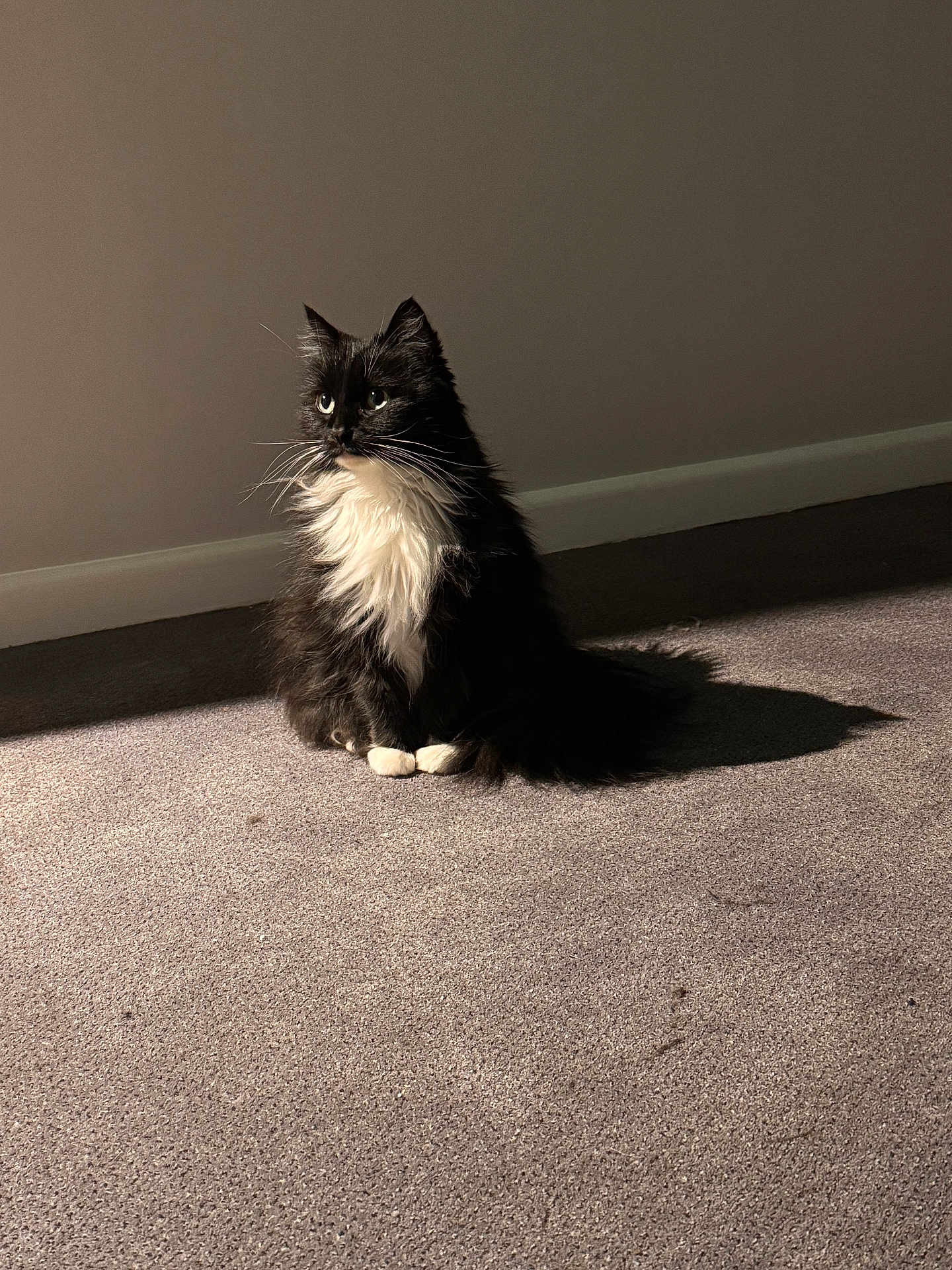 Gizmo is registered to the contest to win money with this photo: cat, black_and_white, fluffy, sitting, carpet, indoor, sunlight, shadow, pet, feline, whiskers, fur, wall, baseboard, quiet, calm, domestic, animal, portrait, side_view