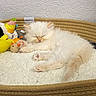 kitten, cat, sleeping, pet_bed, plush_toys, yellow_toy, unicorn_toy, white_fur, cozy, fleece, indoor, resting, cute, small, animal, paw, pink_paw_pads, soft, relaxing, domestic_cat