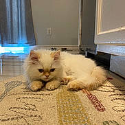 Honey joined the competition — help win amazing prizes! cat, fluffy, white_cat, indoor, rug, floor, curtain, window, feline, pet, animal, cozy, resting, cute, small, ears, paws, fur, home, domestic