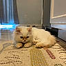 cat, fluffy, white_cat, indoor, rug, floor, curtain, window, feline, pet, animal, cozy, resting, cute, small, ears, paws, fur, home, domestic