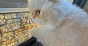 Honey joined the competition — help win amazing prizes! cat, fluffy, cream_colored, window, car, sunlight, brick_wall, reflection, fur, pet, animal, side_profile, indoors, daylight, close_up, whiskers, ears, curious, looking_out, soft_light