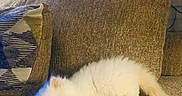 Honey is registered to the contest to win money with this photo: adorable, animal, blue_light, cat, couch, cozy, curtains, cute, feline, fluffy, home, indoor, kitten, pet, pillow, relaxing, resting, small, texture, white_fur