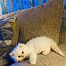 Honey is registered to the contest to win money with this photo: kitten, cat, white_fur, couch, pillow, indoor, pet, animal, relaxing, cute, small, fluffy, feline, home, cozy, curtains, blue_light, texture, resting, adorable