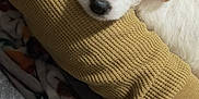Rocky is registered to the contest to win money with this photo: puppy, dog, sleeping, close_up, cozy, sweater, mustard_color, fur, cute, resting, pet, indoor, blanket, texture, comfort, warm, soft, snuggle, young, animal