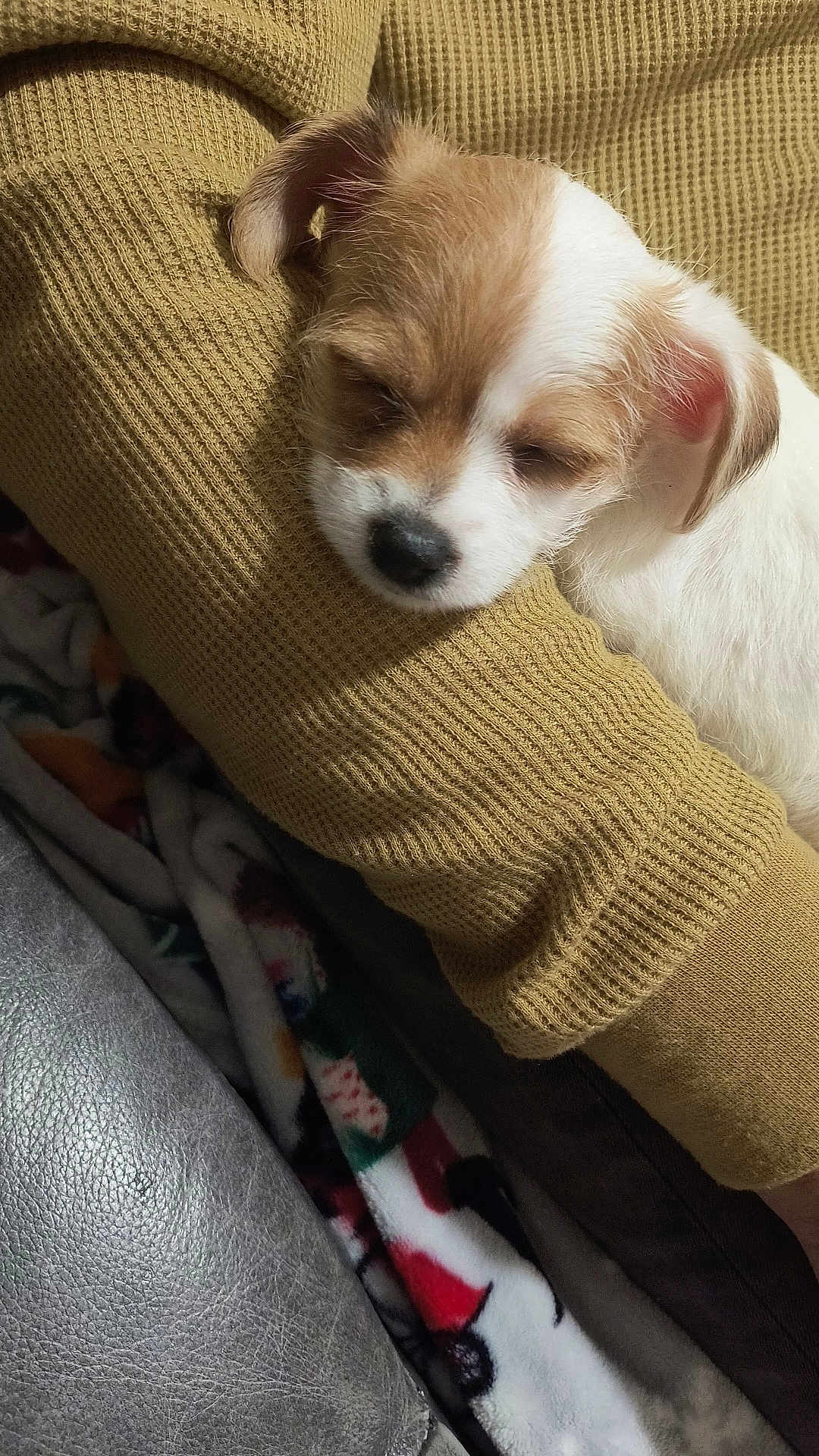 Rocky is registered to the contest to win money with this photo: puppy, dog, sleeping, close_up, cozy, sweater, mustard_color, fur, cute, resting, pet, indoor, blanket, texture, comfort, warm, soft, snuggle, young, animal