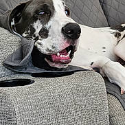 Ollie is registered to the contest to win money with this photo: dog, spotted_dog, black_and_white, pet, animal, canine, portrait, close_up, smiling, open_mouth, teeth, pink_tongue, sleepy, relaxed, lying_down, couch, sofa, gray_fabric, indoor, funny