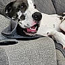 dog, spotted_dog, black_and_white, pet, animal, canine, portrait, close_up, smiling, open_mouth, teeth, pink_tongue, sleepy, relaxed, lying_down, couch, sofa, gray_fabric, indoor, funny